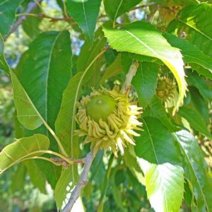 Native Plants, Invasive Plants, Quercus acutissima, Sawtooth Oak