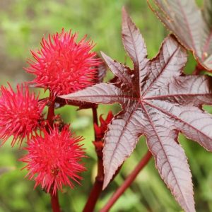 Native Plants, Invasive Plants, Ricinus communis, Castor Oil Plant, Castor Bean
