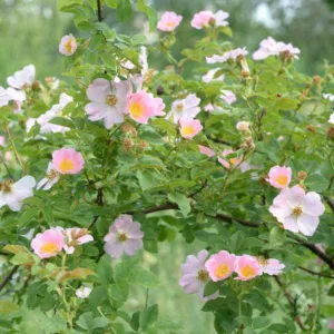 Native Plants, Invasive Plants, Rosa canina, Dog Rose, Bird Briar, Briar Rose, Buckieberries, Canker, Cankerberry, Canker Flower, Canker Rose, Cat Whin, Choop Tree, Common Brier, Dog Briar, Dog Brier, Hep Briar, Hep Rose,