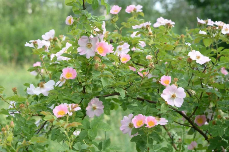 Native Plants, Invasive Plants, Rosa canina, Dog Rose, Bird Briar, Briar Rose, Buckieberries, Canker, Cankerberry, Canker Flower, Canker Rose, Cat Whin, Choop Tree, Common Brier, Dog Briar, Dog Brier, Hep Briar, Hep Rose,
