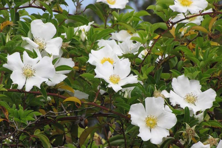 Native Plants, Invasive Plants, Rosa laevigata, Cherokee Rose, Three-Leaved Rose, Rosa sinica, Wild Roses, Shrub Roses