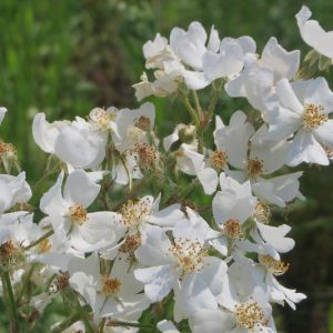 Native Plants, Invasive Plants, Rosa multiflora, Multiflora Rose, Many-Flowered Rose, Japanese Rose, Baby Rose, Bramble Rose, Wild Roses, Shrub Roses, Climbing Roses, Rosa polyantha