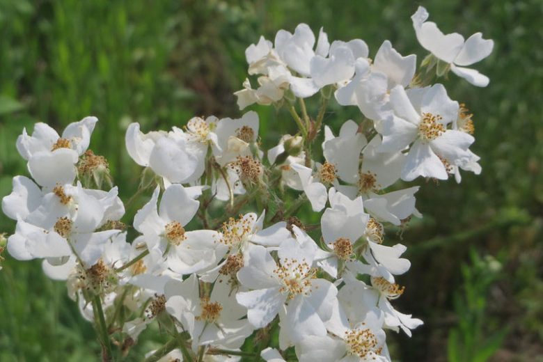 Native Plants, Invasive Plants, Rosa multiflora, Multiflora Rose, Many-Flowered Rose, Japanese Rose, Baby Rose, Bramble Rose, Wild Roses, Shrub Roses, Climbing Roses, Rosa polyantha