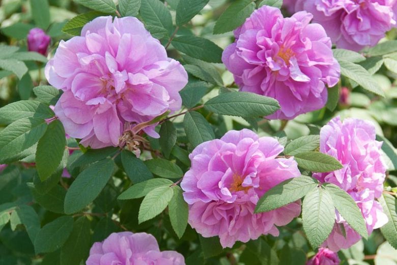 Native Plants, Invasive Plants, Rosa Rugosa, Rugosa Rose, Japanese Rose, Ramanas Rose, Wild Roses, Rugosa Hybrids, Shrub roses, pink roses, Hardy roses