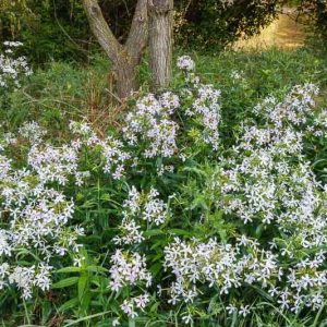 Native Plants, Invasive Plants, Saponaria officinalis, Soapwort, Boston Pink, Bouncing Bett, Bouncing Bet, Bruisewort, Chimney Pink, Common Soapwort, Crow Soap, Devil in a Bush, Farewell to Summer Flop Top