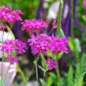 Native Plants, Invasive Plants, Silene armeria, Garden Catchfly, Sweet William Catchfly, Campion, None-So-Pretty