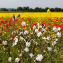 Native Plants, Invasive Plants, Silene latifolia, White Campion, Bull Rattle, Cow Rattle, White Cockle, White Robin, White flowers, Drought tolerant plants