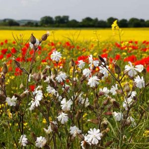 Native Plants, Invasive Plants, Silene latifolia, White Campion, Bull Rattle, Cow Rattle, White Cockle, White Robin, White flowers, Drought tolerant plants