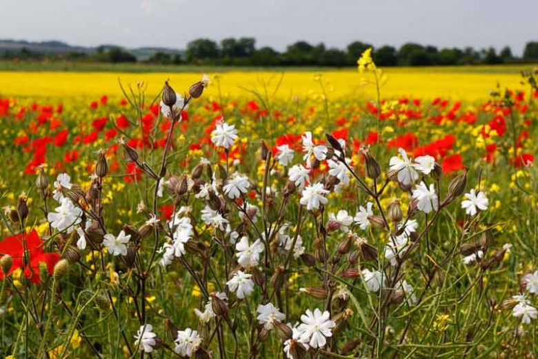 Native Plants, Invasive Plants, Silene latifolia, White Campion, Bull Rattle, Cow Rattle, White Cockle, White Robin, White flowers, Drought tolerant plants