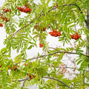 Native Plants, Invasive Plants, Sorbus aucuparia, European Mountain Ash, Rowan, Mountain Ash, Quickbeam, European Mountain Ash, Ranty, Rantry, Roan, Rowanberry