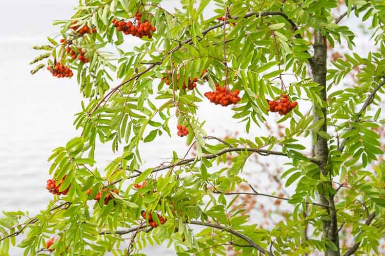 Native Plants, Invasive Plants, Sorbus aucuparia, European Mountain Ash, Rowan, Mountain Ash, Quickbeam, European Mountain Ash, Ranty, Rantry, Roan, Rowanberry