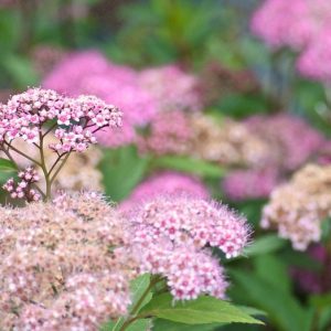 Native Plants, Invasive Plants, Spiraea japonica, Japanese Spirea