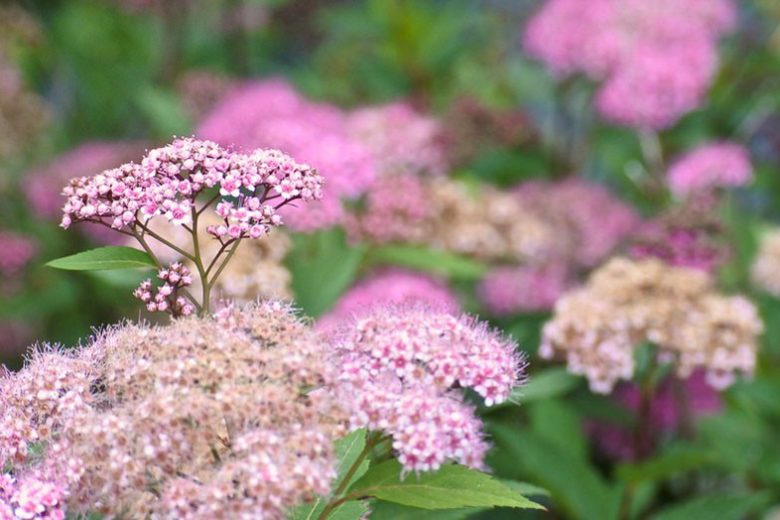 Native Plants, Invasive Plants, Spiraea japonica, Japanese Spirea