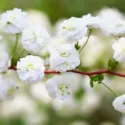 Native Plants, Invasive Plants, Spiraea prunifolia, Bridal Wreath, Bridal Wreath Spiraea, Bridalwreath Spirea