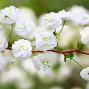 Native Plants, Invasive Plants, Spiraea prunifolia, Bridal Wreath, Bridal Wreath Spiraea, Bridalwreath Spirea