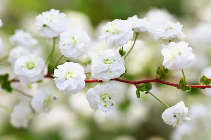 Native Plants, Invasive Plants, Spiraea prunifolia, Bridal Wreath, Bridal Wreath Spiraea, Bridalwreath Spirea