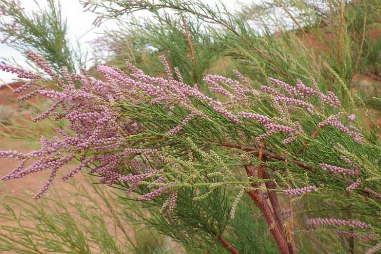Native Plants, Invasive Plants, Tamarix ramosissima, Tamarisk, Saltcedar, Salt Cedar, Five-stamen Tamarix, Tamarix pentendra