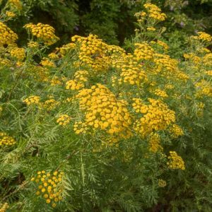 Native Plants, Invasive Plants, Tanacetum vulgare, Tansy, Buttons, Buttonweed, Ginger Plant, Golden Buttons, Hind-Heal, Immortality, Chrysanthemum vulgare