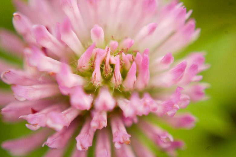 Native Plants, Invasive Plants, Trifolium pratense, Red Clover, Bee Bread, Broad-Leaved Clover, Clover Grass, Common Clover, Cow Grass, Marl Grass, Pinkies, Purplewort, Suckles, Sugar Plum