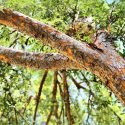 Native Plants, Invasive Plants, Ulmus parvifolia, Chinese Elm, Lacebark Elm