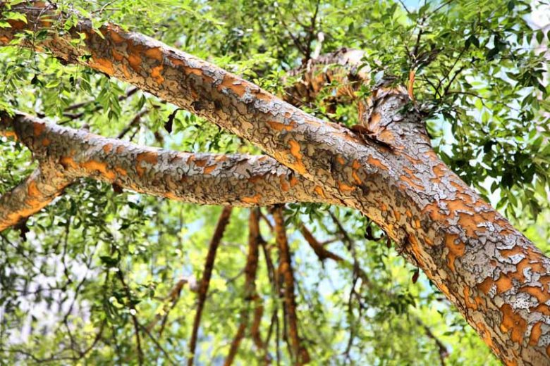 Native Plants, Invasive Plants, Ulmus parvifolia, Chinese Elm, Lacebark Elm