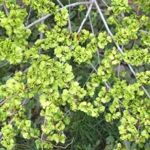 Native Plants, Invasive Plants, Ulmus pumila, Siberian Elm, Dwarf Elm
