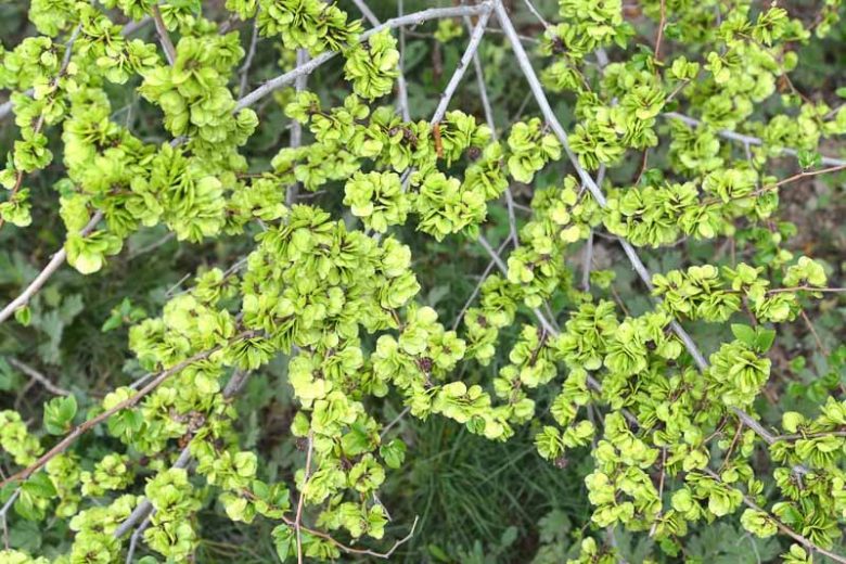 Native Plants, Invasive Plants, Ulmus pumila, Siberian Elm, Dwarf Elm