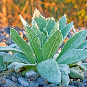 Native Plants, Invasive Plants, Verbascum thapsus, Common Mullein, Great Mullein, Aaron's Rod, Adam's Flannel, Beggar's Blanket, Blanket Leaf, Bullock's Lungwort, Candlewick, Clown's Lungwort, Cow's Lungwort