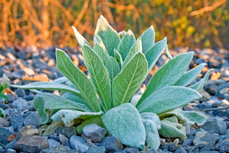 Native Plants, Invasive Plants, Verbascum thapsus, Common Mullein, Great Mullein, Aaron's Rod, Adam's Flannel, Beggar's Blanket, Blanket Leaf, Bullock's Lungwort, Candlewick, Clown's Lungwort, Cow's Lungwort