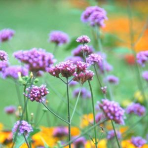 Native Plants, Invasive Plants, Verbena bonariensis, Tall Verbena, Purple Top Vervain, Brazilian Verbena, Upright Verbena, Argentinian Vervain, South American Vervain, Verbena bonariensis 'Buenos Aires', Verbena brasiliensis