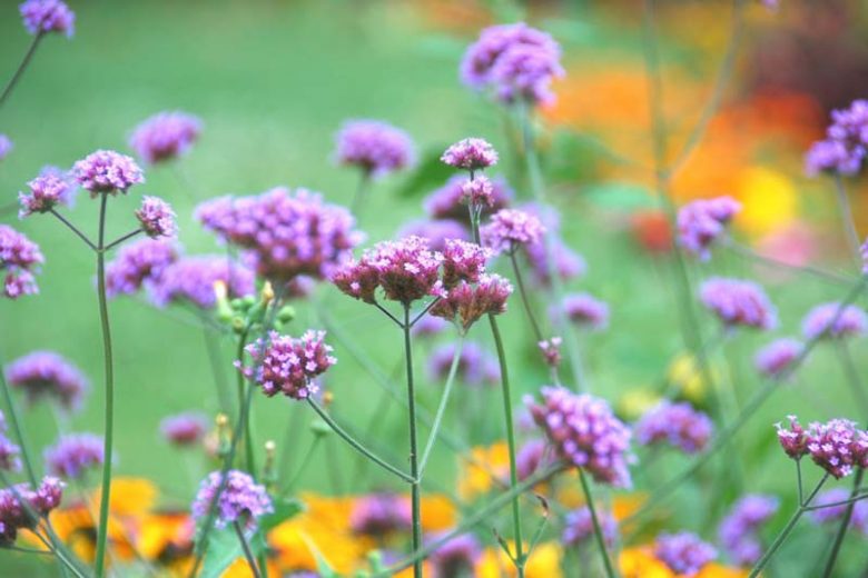 Native Plants, Invasive Plants, Verbena bonariensis, Tall Verbena, Purple Top Vervain, Brazilian Verbena, Upright Verbena, Argentinian Vervain, South American Vervain, Verbena bonariensis 'Buenos Aires', Verbena brasiliensis