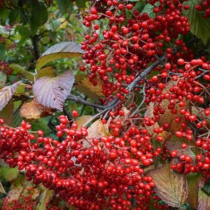 Native Plants, Invasive Plants, Viburnum dilatatum, Linden Viburnum