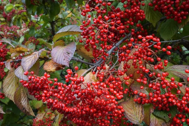 Native Plants, Invasive Plants, Viburnum dilatatum, Linden Viburnum