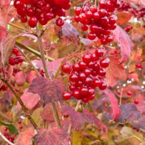 Native Plants, Invasive Plants, Viburnum Opulus,European Cranberrybush,Guelder Rose, Water Elder, Cramp Bark, Snowball Tree, European Cranberry Bush  European Cranberry Tree, Marsh Alder, Ople Tree, Red Elder, Rose Elder, Shrub with fall color, fall color, shrub with berries