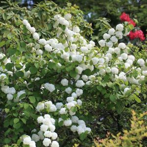Native Plants, Invasive Plants, Viburnum plicatum, Japanese Snowball