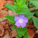 Native Plants, Invasive Plants, Vinca major,  Big Periwinkle, Bigleaf Periwinkle, Large Periwinkle, Greater Periwinkle, Periwinkle