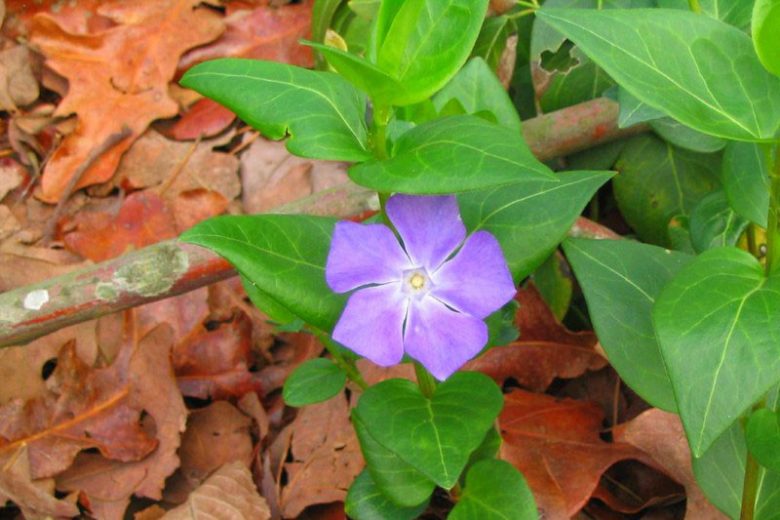 Native Plants, Invasive Plants, Vinca major,  Big Periwinkle, Bigleaf Periwinkle, Large Periwinkle, Greater Periwinkle, Periwinkle