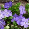 Native Plants, Invasive Plants, Vinca minor (Lesser Periwinkle)