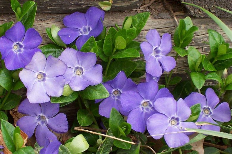 Native Plants, Invasive Plants, Vinca minor (Lesser Periwinkle)