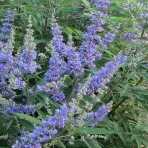 Native Plants, Invasive Plants, Vitex agnus-castus, Chaste Tree, Monk's Pepper Tree, Hemp Tree, Chasteberry, Lilac Chastetree