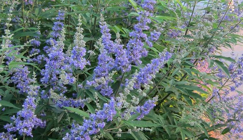 Native Plants, Invasive Plants, Vitex agnus-castus, Chaste Tree, Monk's Pepper Tree, Hemp Tree, Chasteberry, Lilac Chastetree