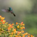 Hummingbird Plants, Attract Hummingbirds, Native Plants, Native Perennials, Native Vines, Virginia Native Plant, Virginia Native Perennials, Virginia Native Vines