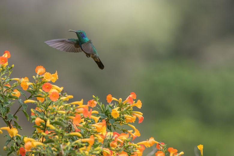 Hummingbird Plants, Attract Hummingbirds, Native Plants, Native Perennials, Native Vines, Virginia Native Plant, Virginia Native Perennials, Virginia Native Vines