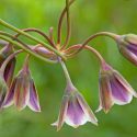 Nectaroscordum Siculum, Sicilian Honey Garlic, Allium Siculum, Sicilian Honey Lily, Sicilian Garlic, Mediterranean Bells, Ornamental Garlic, Spring Bulbs, Spring Flowers , Late Spring Flowers, Early Summer Flowers