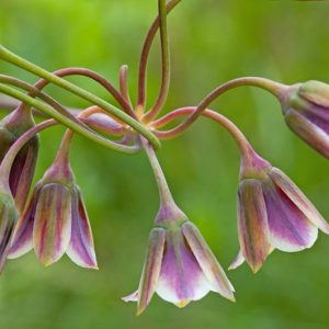 Nectaroscordum Siculum, Sicilian Honey Garlic, Allium Siculum, Sicilian Honey Lily, Sicilian Garlic, Mediterranean Bells, Ornamental Garlic, Spring Bulbs, Spring Flowers , Late Spring Flowers, Early Summer Flowers