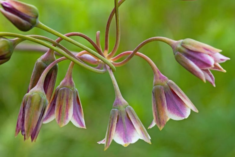 Nectaroscordum Siculum, Sicilian Honey Garlic, Allium Siculum, Sicilian Honey Lily, Sicilian Garlic, Mediterranean Bells, Ornamental Garlic, Spring Bulbs, Spring Flowers , Late Spring Flowers, Early Summer Flowers