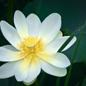Nelumbo lutea, American Lotus, Yellow Water Lotus, Yellow Lotus, Nelumbium luteum, Nelumbo pentapetala