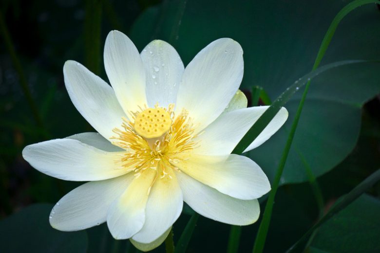 Nelumbo lutea, American Lotus, Yellow Water Lotus, Yellow Lotus, Nelumbium luteum, Nelumbo pentapetala