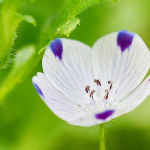 Nemophila maculata, Five Spot, Five-Spot Baby, Fivespot, Blue Flowers, Blue Groundcover, Blue Ground Cover