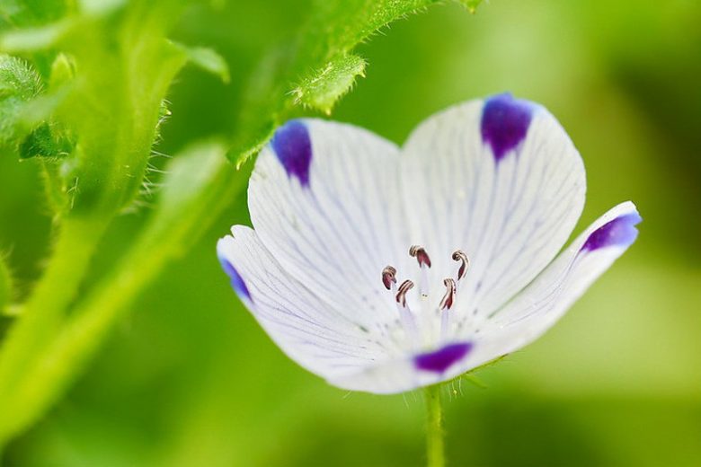 Nemophila maculata, Five Spot, Five-Spot Baby, Fivespot, Blue Flowers, Blue Groundcover, Blue Ground Cover